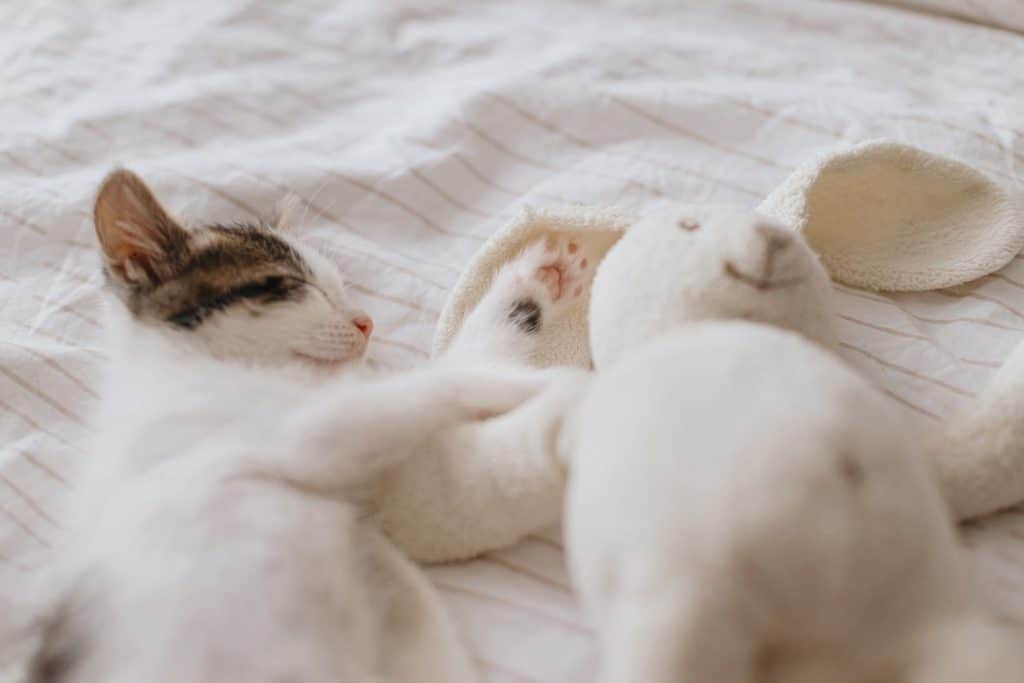 Kitten sleeping with a toy bunny