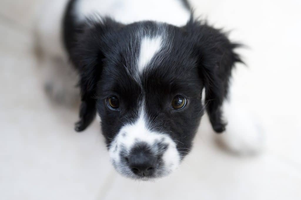 A cute dog with puppy dog eyes