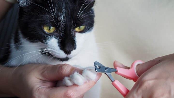 How To Cut a Cat’s Nails in 8 Steps