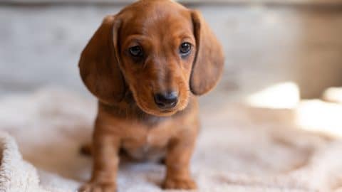 Cute dachshund puppy looking at the camera on a light background.