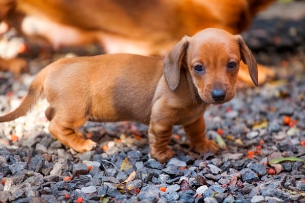 Dachshund puppy in an autumn garden