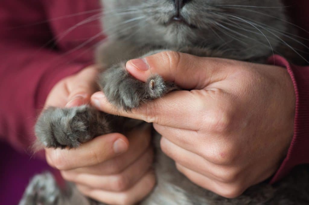 Pfote einer Kartäuser-Katze mit Krallenverletzung