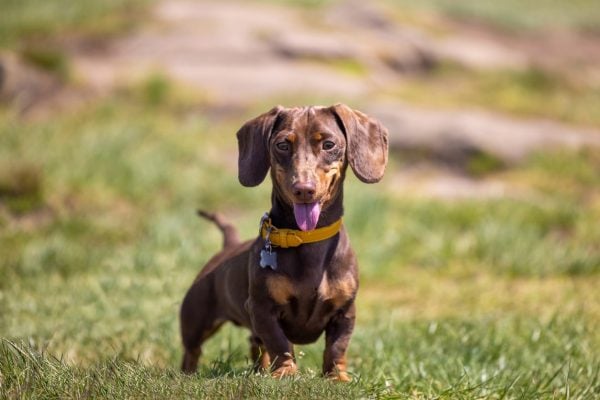 Dachshund standing in grassy park