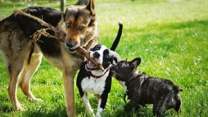 Three dogs holding a stick together in a park