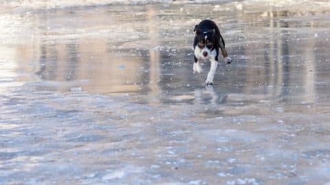 Dog playing and running on ice field