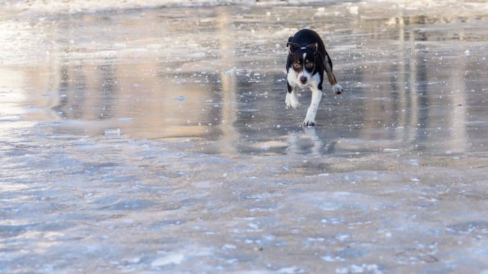 Dog playing and running on ice field