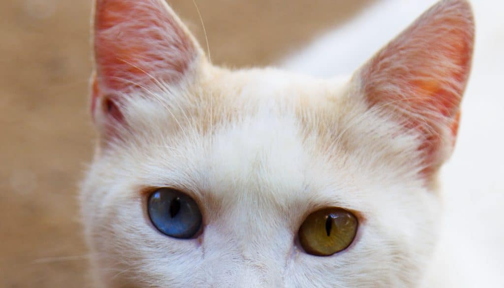 Closeup of a deaf white cat with heterochromia