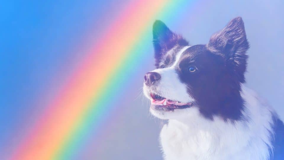 Dog on a rainbow background