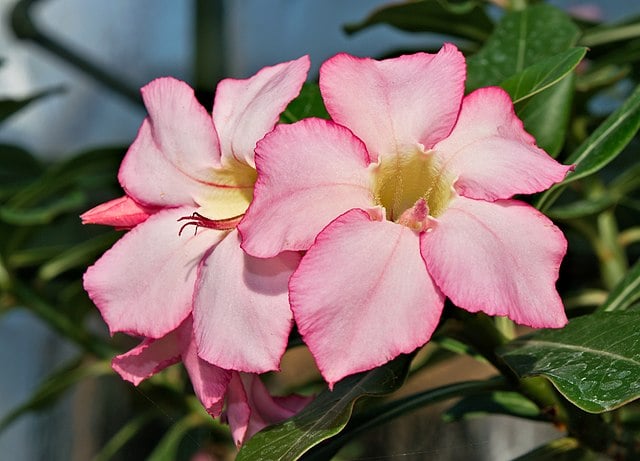 desert rose plant
