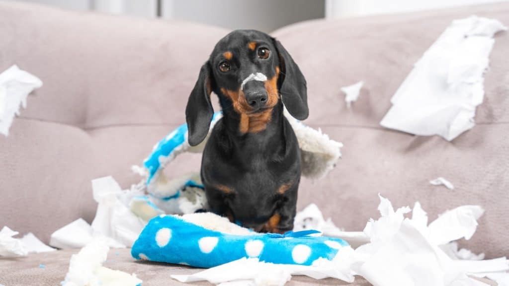Dachshund puppy sitting on couch among shredded paper
