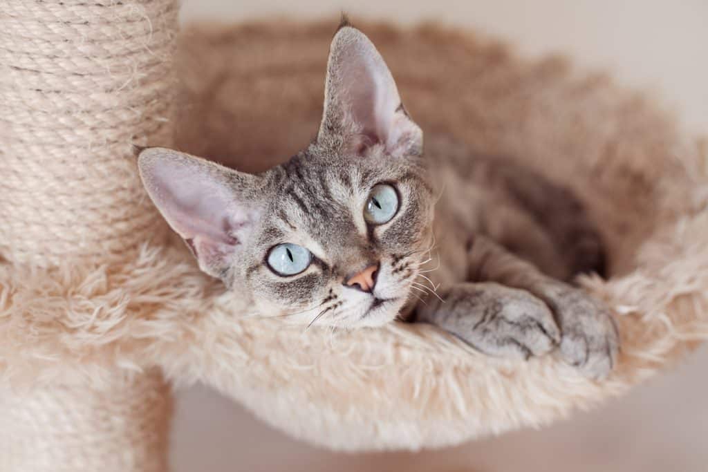 A Devon Rex cat with big ears