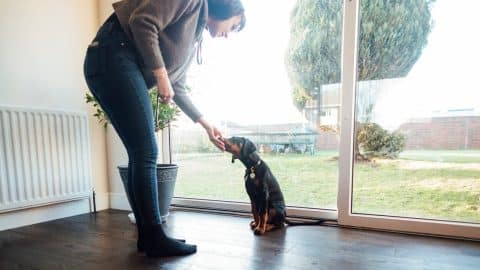 Woman giving a dog a treat after wait by the door to go outside and potty.