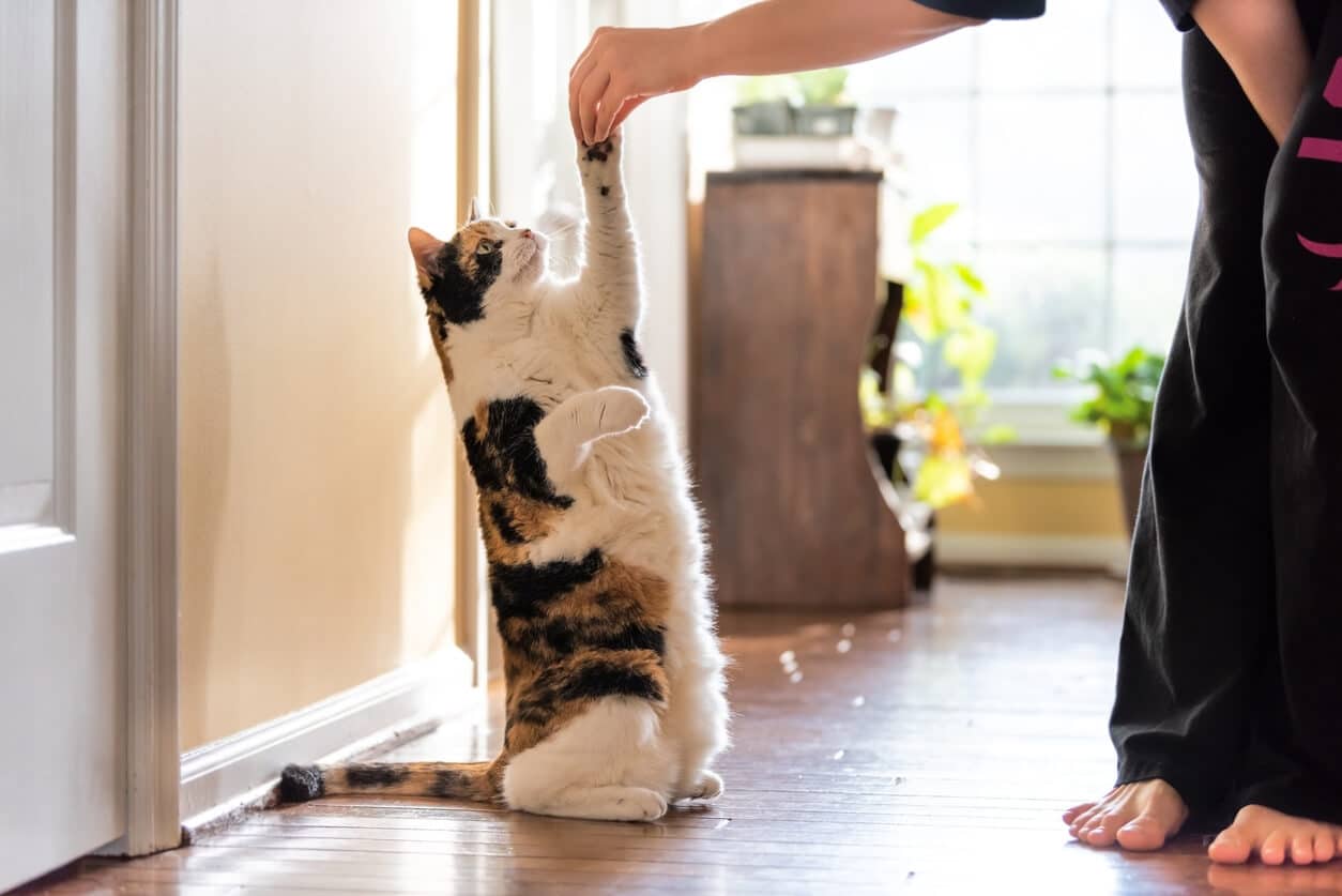 How to Discipline A Cat Techniques to Discourage Unwanted Behaviors