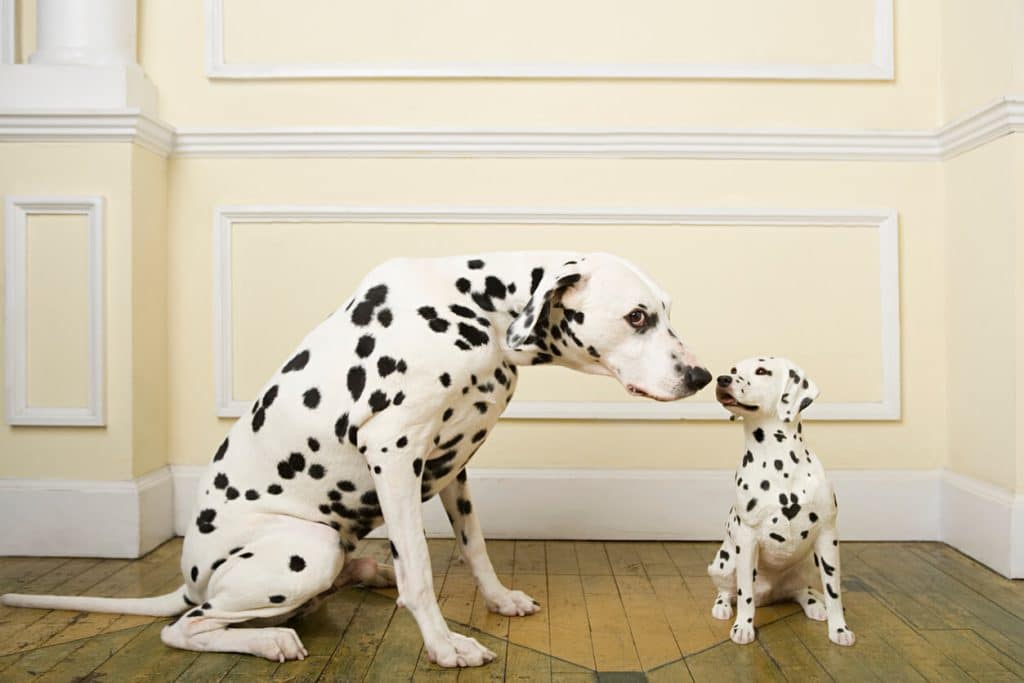 Dalmatians with a Disney name