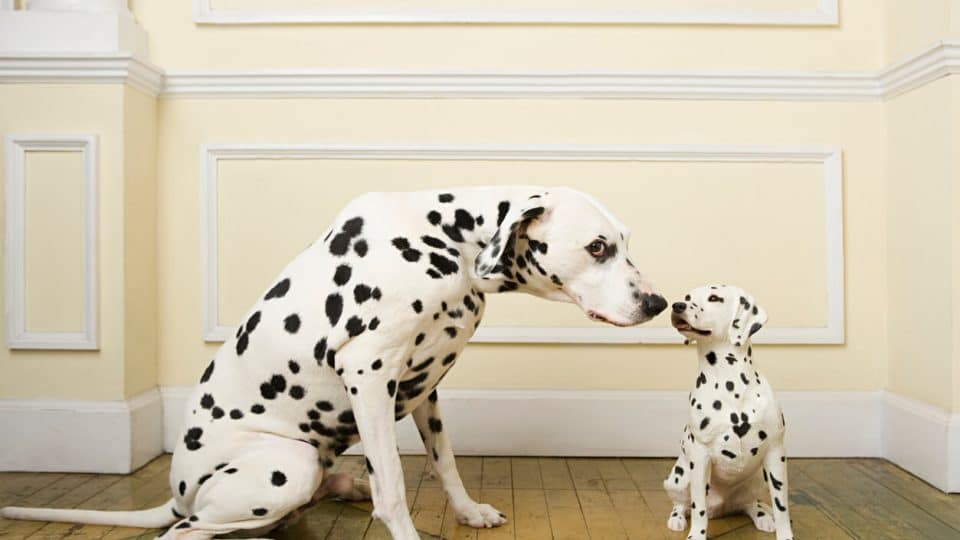 Mother Dalmatian licking puppy