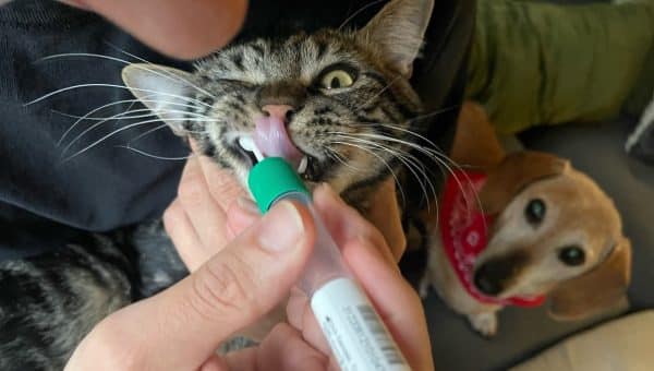 Cat protests DNA swab in mouth while small dog looks on curiously.