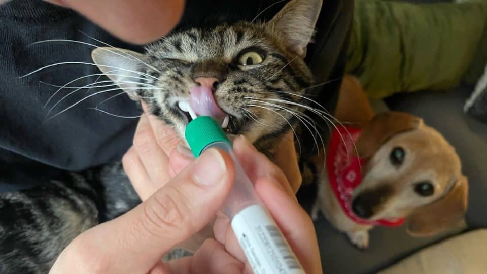Cat protests DNA swab in mouth while small dog looks on curiously.