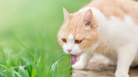 A domestic cat burps because it has eaten fresh grass in nature