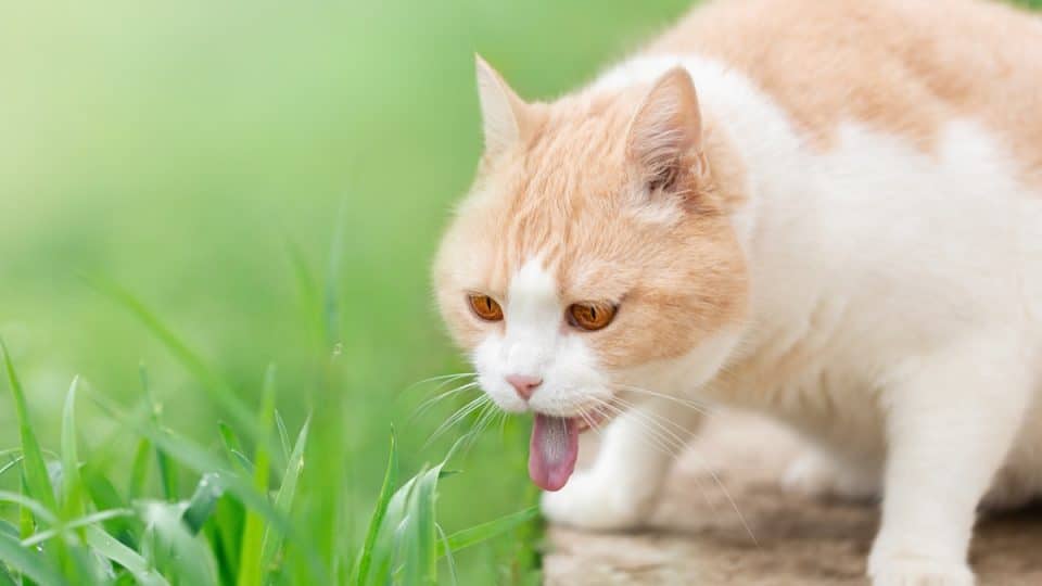 A domestic cat burps because it has eaten fresh grass in nature