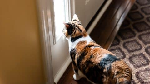 Cat waiting at door