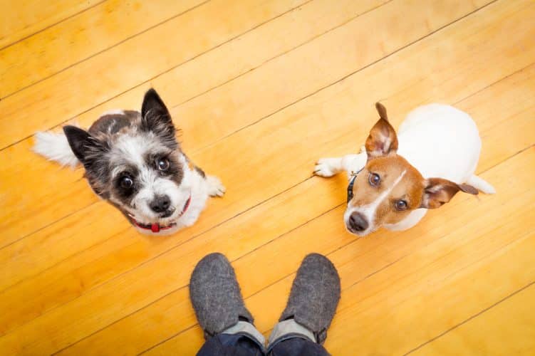 Two dogs looking up at person