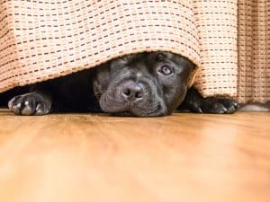 Black dog hiding under bed