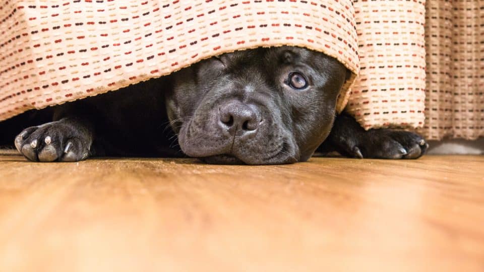 Black dog hiding under bed
