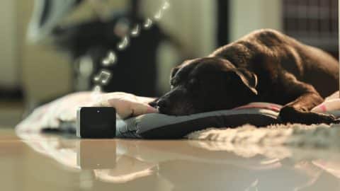 Dog lying down listening to music peacefully