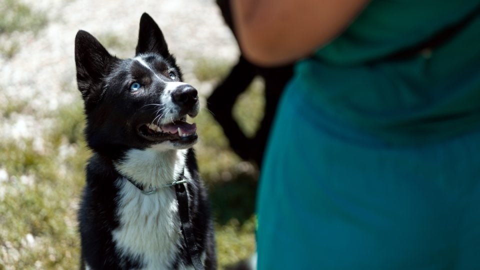 Dog looking at owner in flower-filled field
