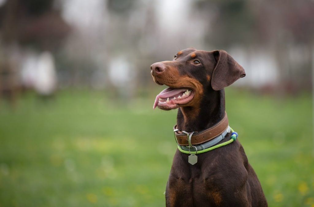 Doberman Pinscher ready to train