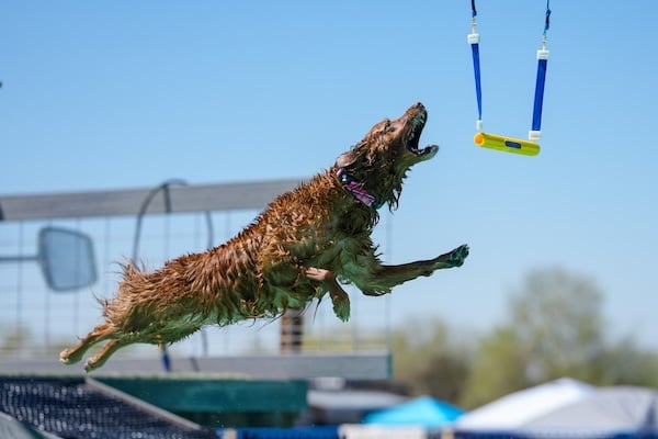 Dog jumping off dock to reach toy