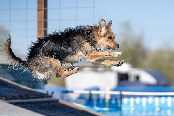Dog jumping into water during dock diving competition