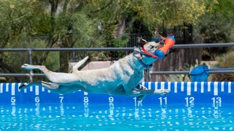 Dog grabbing toy while dock diving over pool