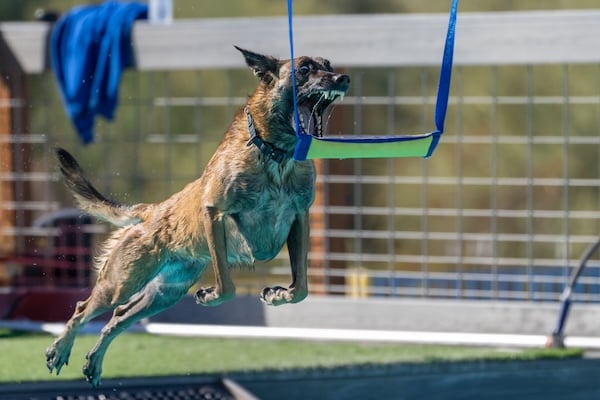 Belgian Malinois jumping off dock in contest