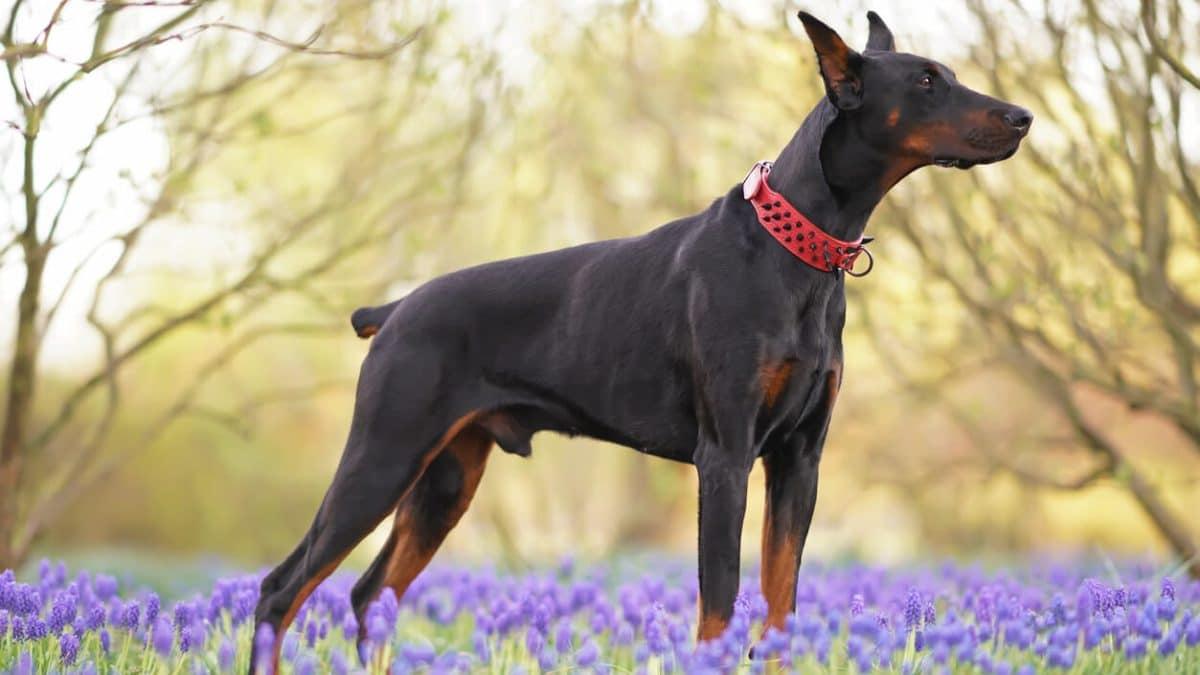 Dog Tail Docking Pros, Cons & Expert