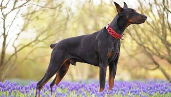 Doberman Pinscher with docked tail stands in field of flowers