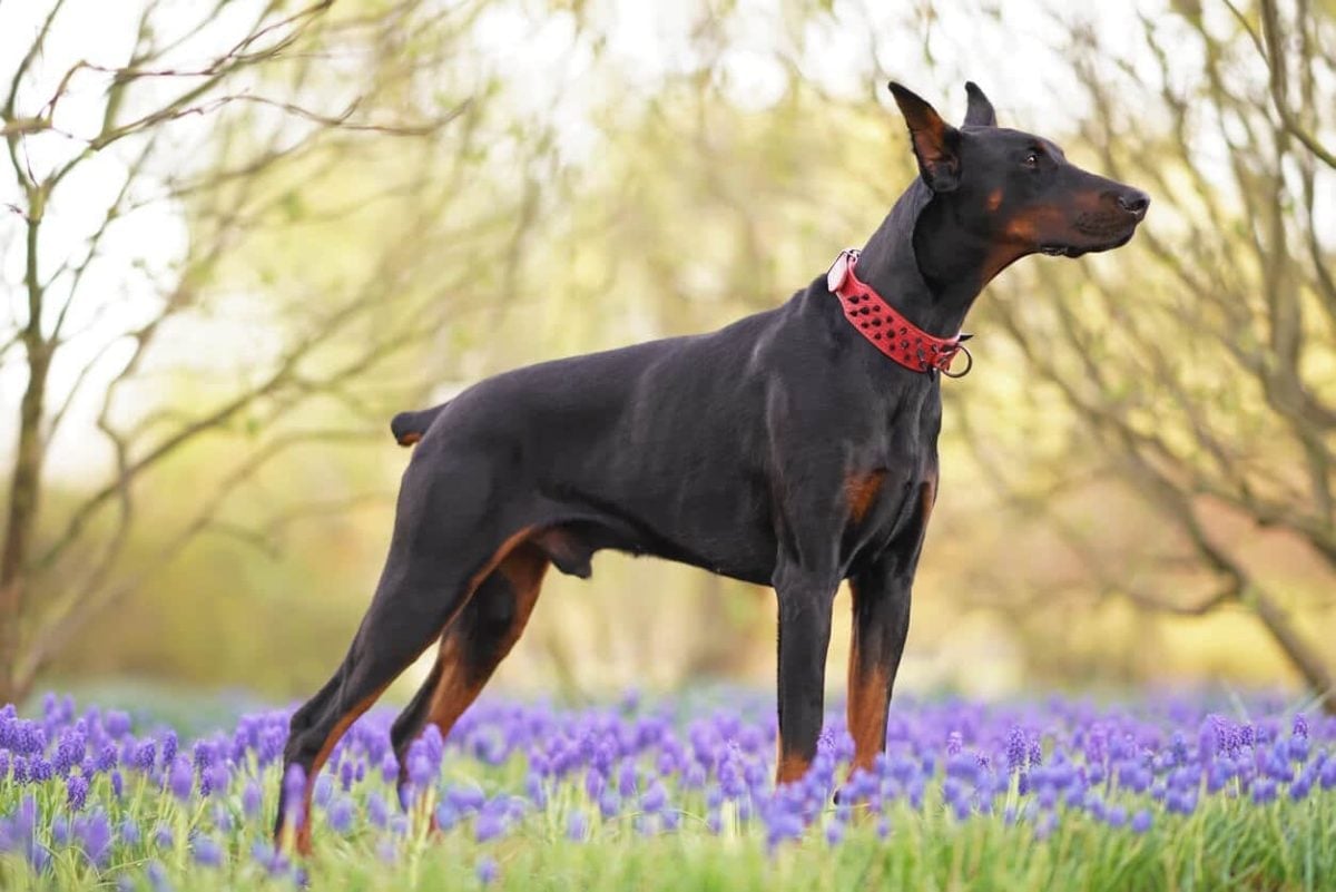 A Doberman Pinscher with cropped ears and docked tail stands in a meadow with purple flowers. 
