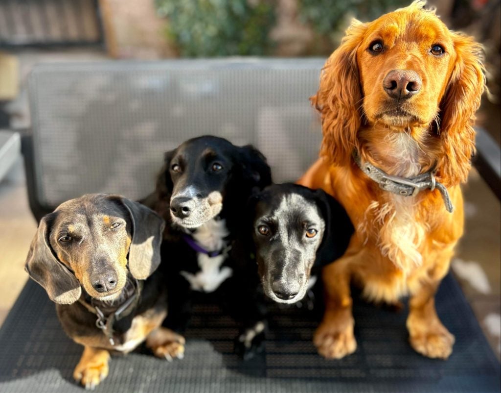 Dachshund and Cocker Spaniel parents with Docker puppies