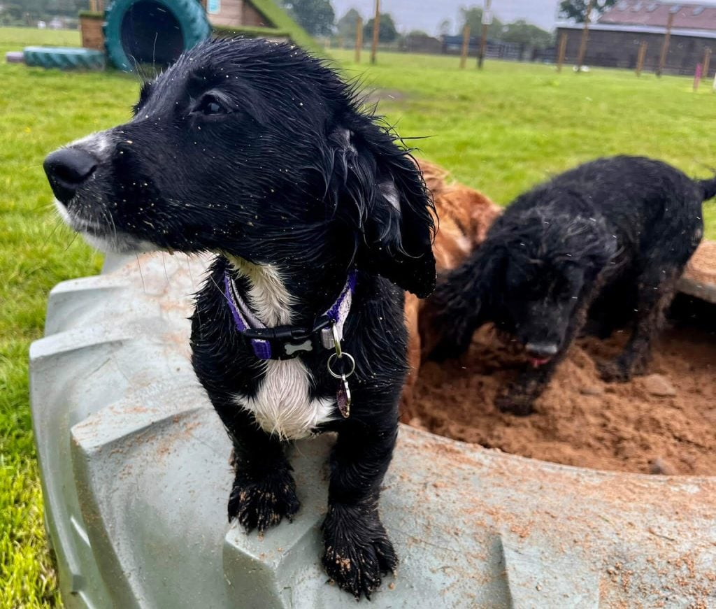 Docker puppies playing in park