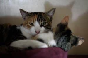 Another Cat? 9 Signs Your Cat May Need A Feline Friend