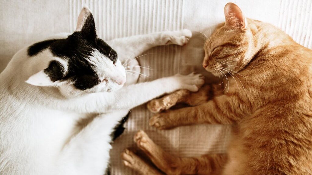 Signs Your Cat Wants a Cat Friend