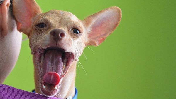 chihuahua with his mouth wide open