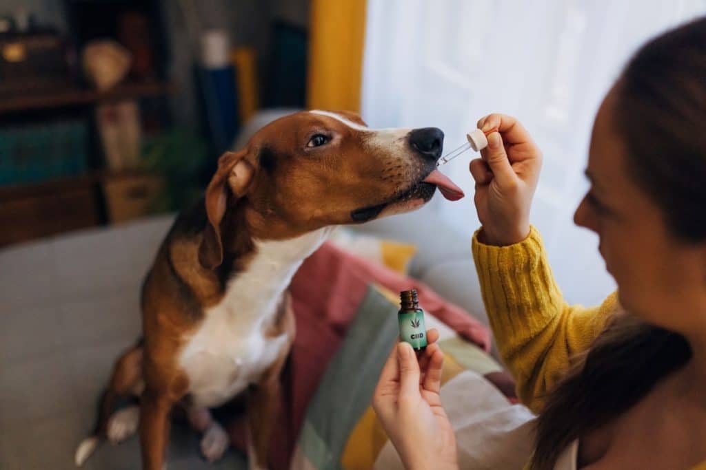 Pet parent giving their dog CBD oil for anxiety