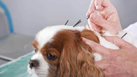 A vet giving a dog acupuncture