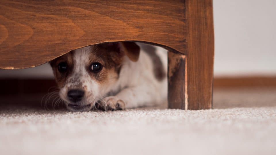 Little puppy is hiding under a cupboard
