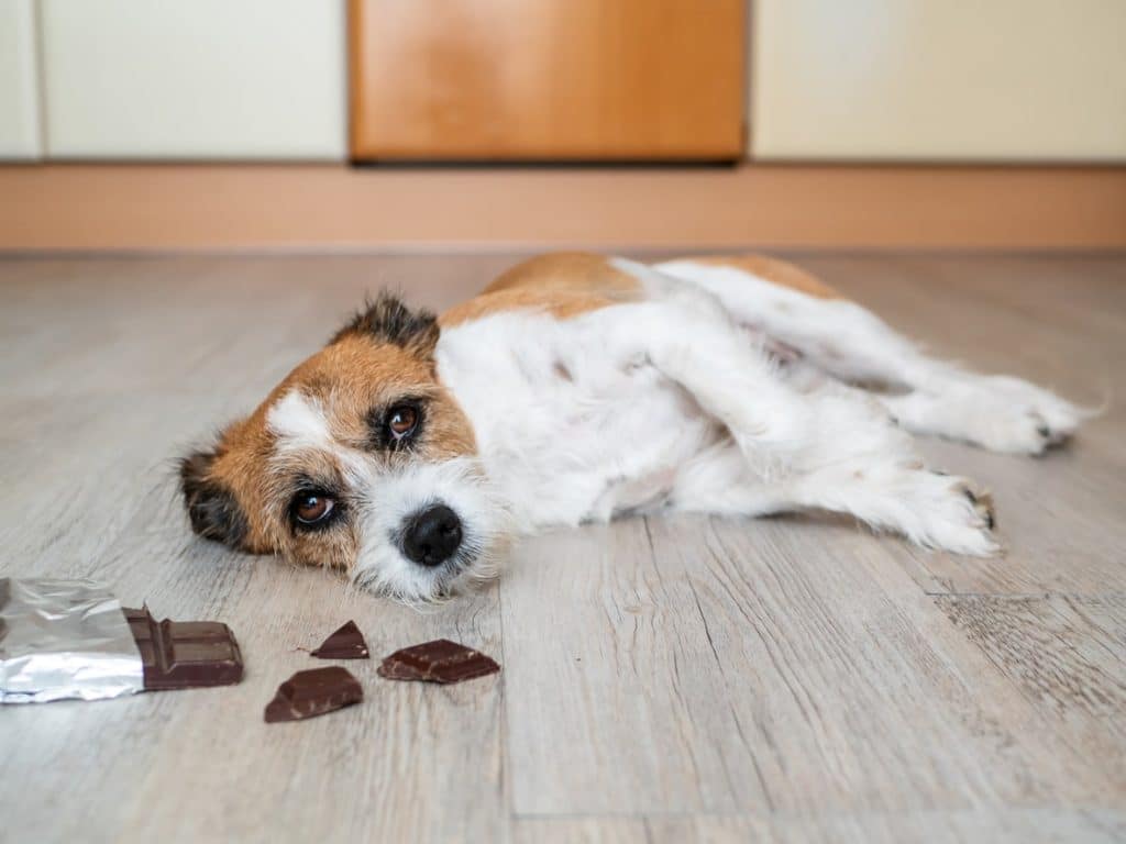 Dog sick after eating chocolate 