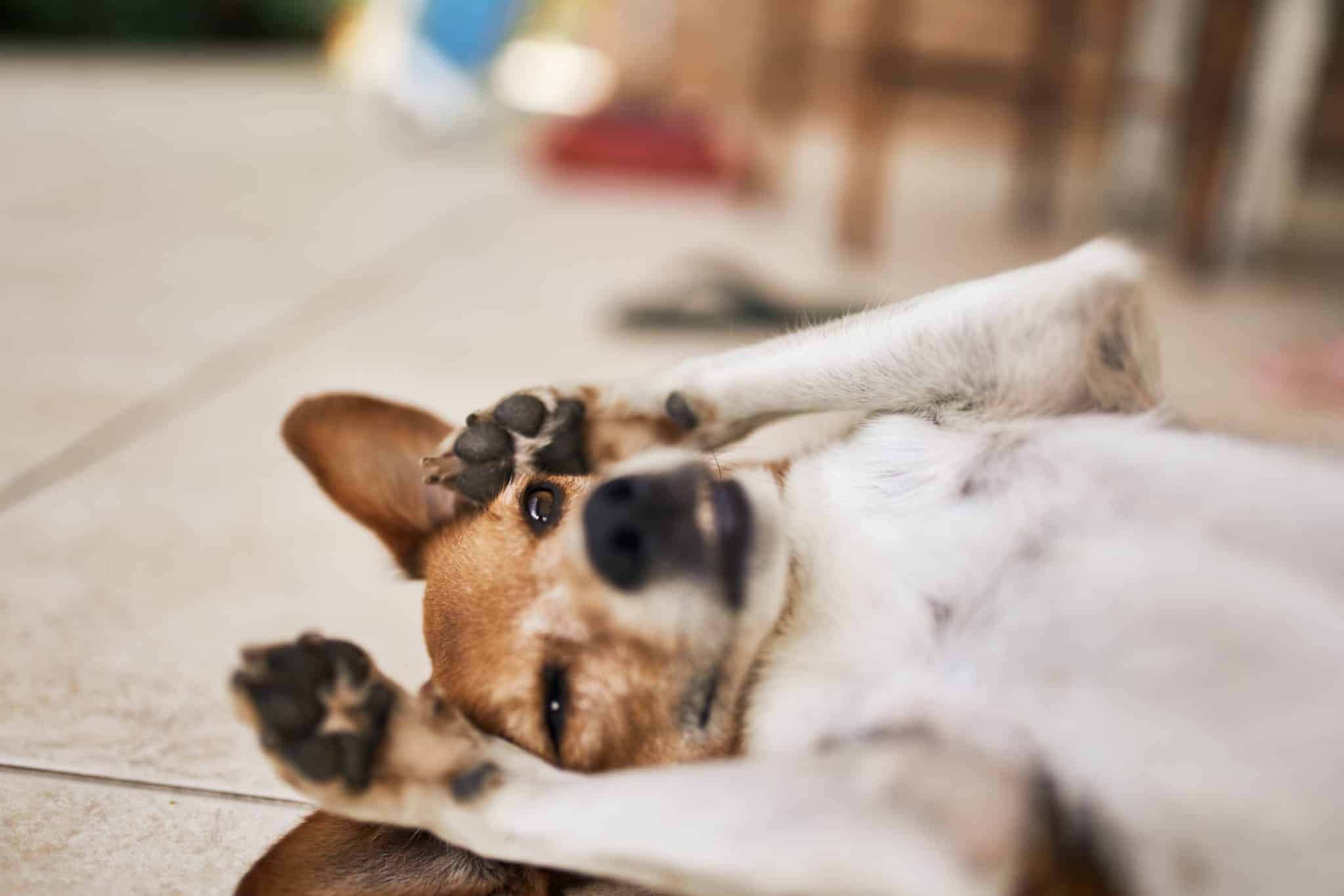 Bauch Vom Hund Macht Geräusche www.rover.com