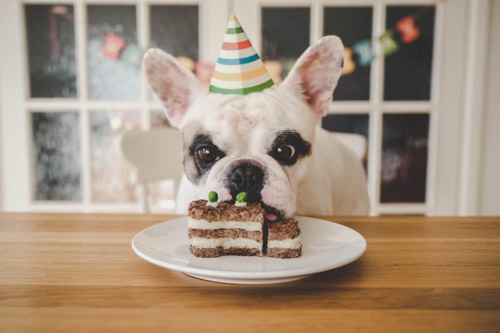 A dog celebrating their birthday
