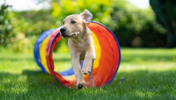 Dog running through agility training tunnel.