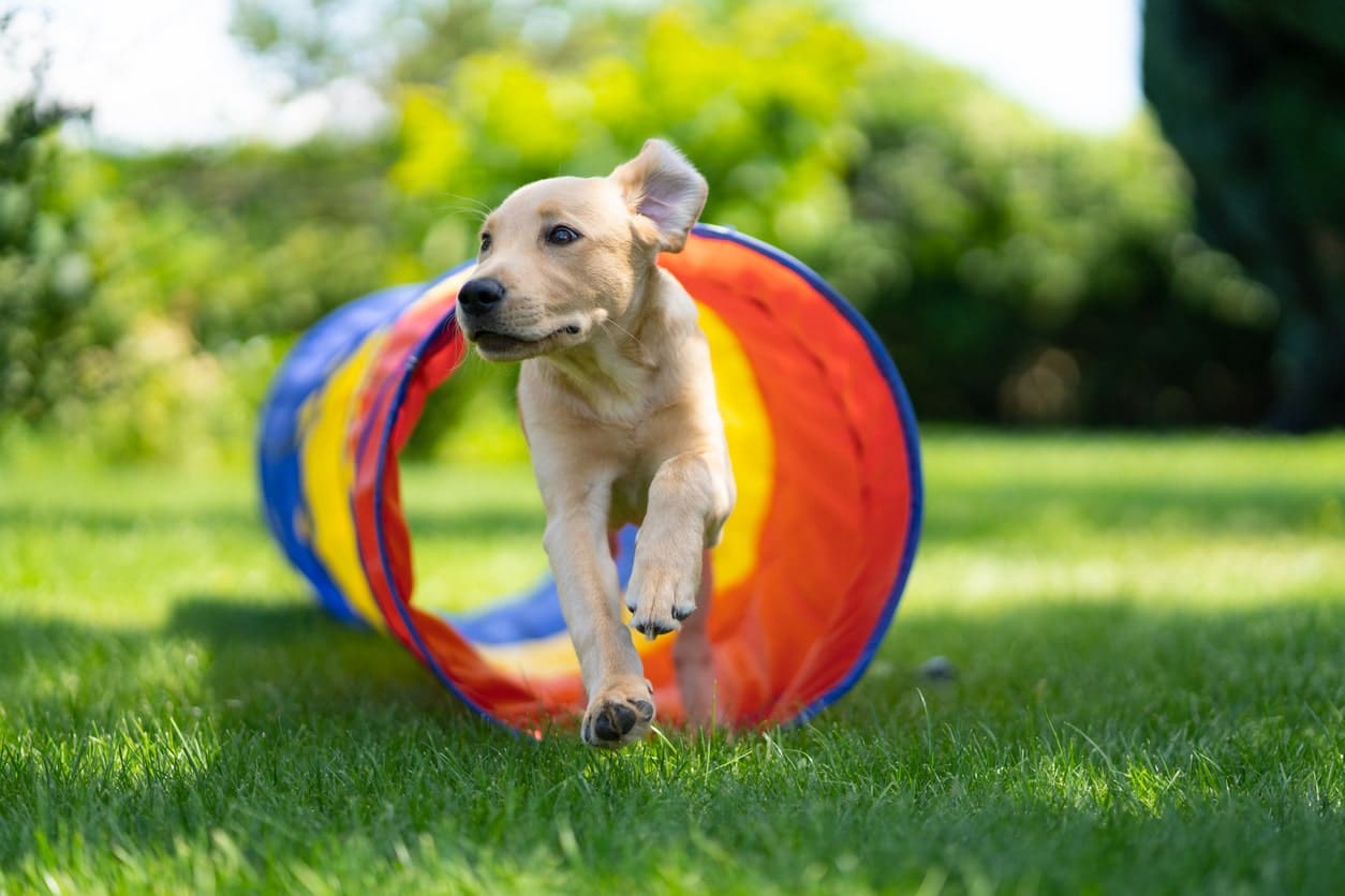 Dog Agility Training A Complete Guide for Beginners